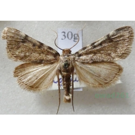 Aglossa pinguinalis (Linnaeus, 1758) Zadarlica tłuszczówka Czech30g